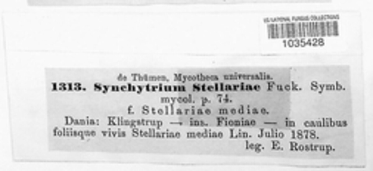 Synchytrium stellariae image